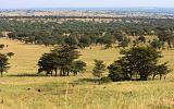 TANZANIA - Serengeti National Park - Lobo - 14